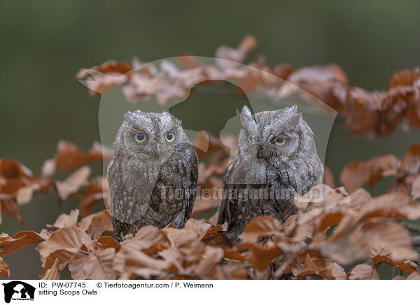 sitzende  Zwergohreulen / sitting Scops Owls / PW-07745