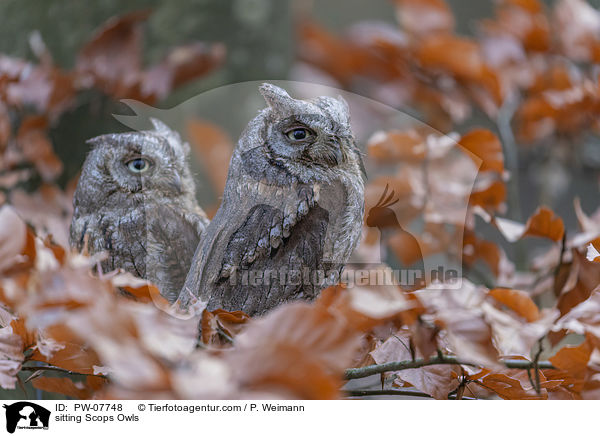 sitting Scops Owls / PW-07748