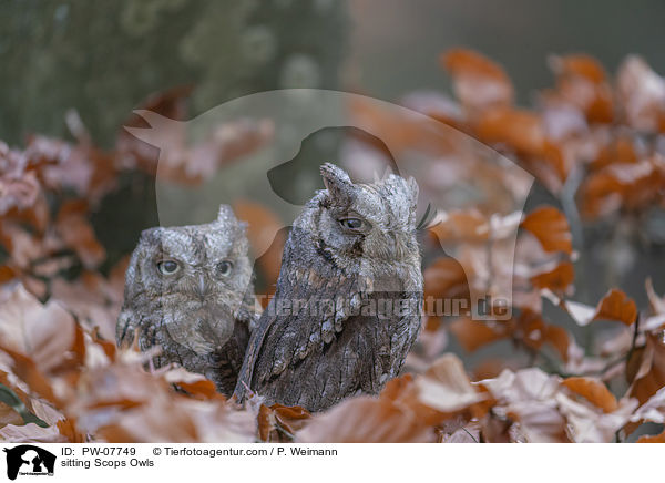 sitzende  Zwergohreulen / sitting Scops Owls / PW-07749