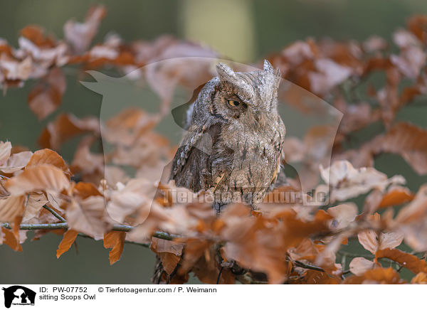 sitting Scops Owl / PW-07752