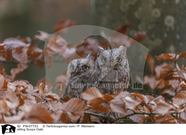 sitting Scops Owls / PW-07753