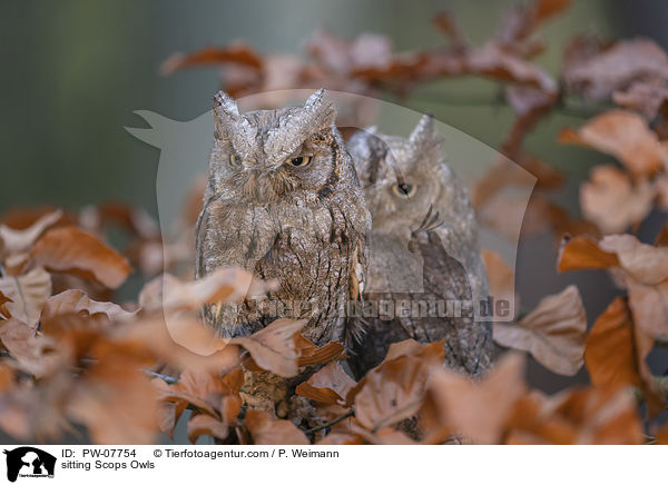 sitting Scops Owls / PW-07754