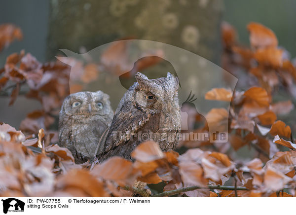 sitting Scops Owls / PW-07755