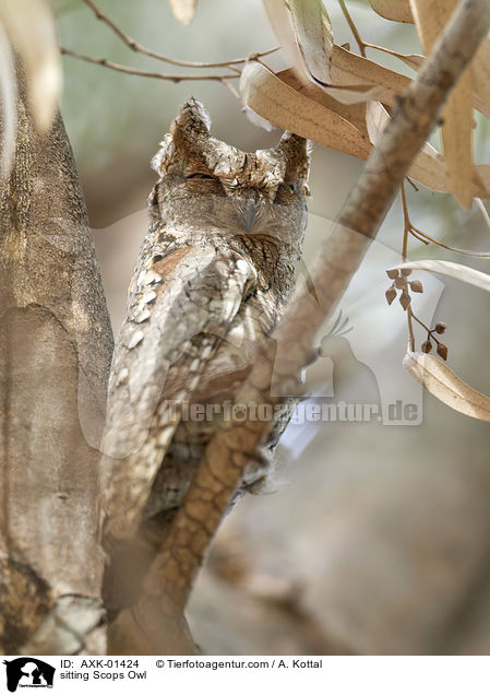 sitzende Zwergohreule / sitting Scops Owl / AXK-01424