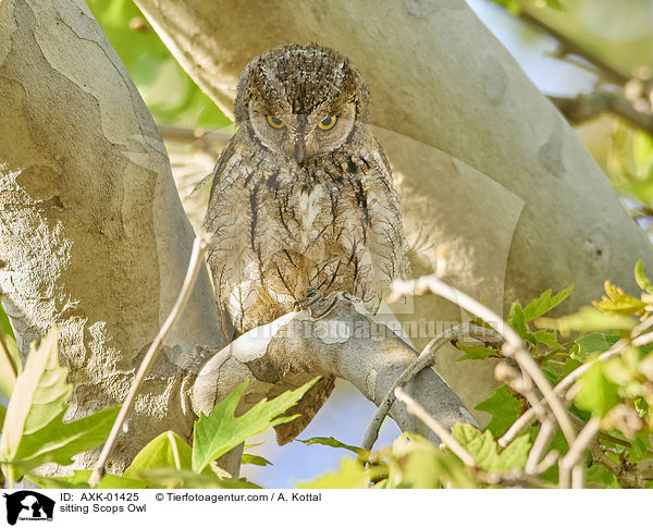 sitzende Zwergohreule / sitting Scops Owl / AXK-01425