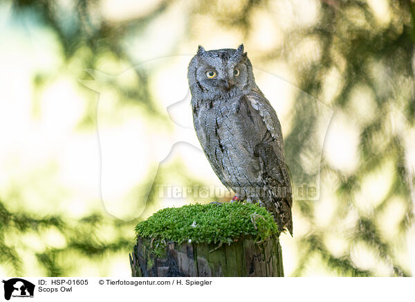Zwergohreule / Scops Owl / HSP-01605