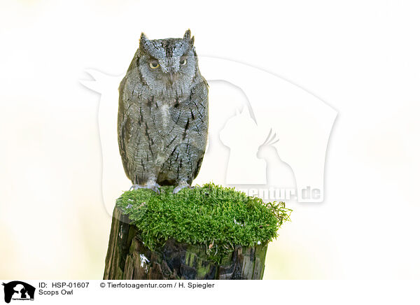 Zwergohreule / Scops Owl / HSP-01607