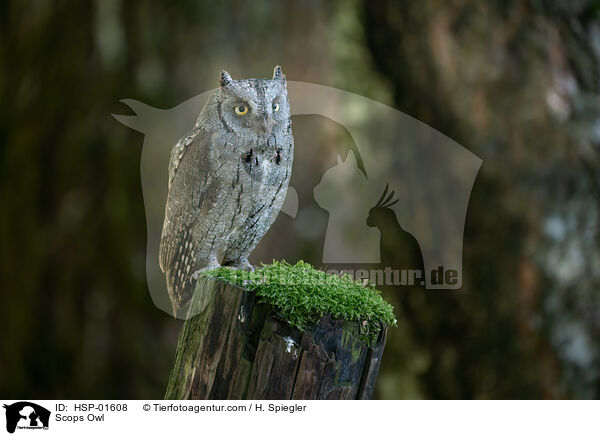 Scops Owl / HSP-01608
