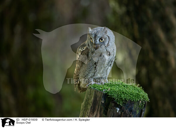 Zwergohreule / Scops Owl / HSP-01609