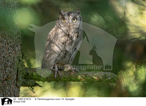 Zwergohreule / Scops Owl / HSP-01610