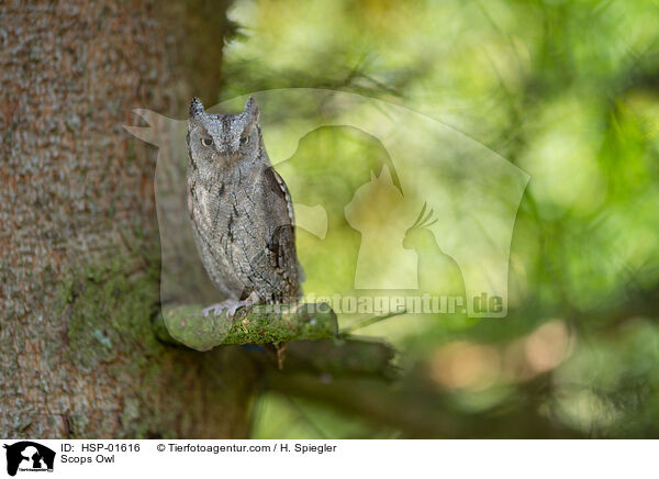 Zwergohreule / Scops Owl / HSP-01616