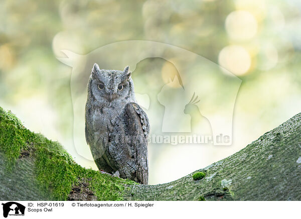 Zwergohreule / Scops Owl / HSP-01619