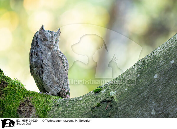 Scops Owl / HSP-01620
