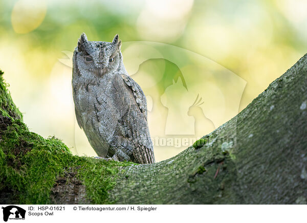 Scops Owl / HSP-01621