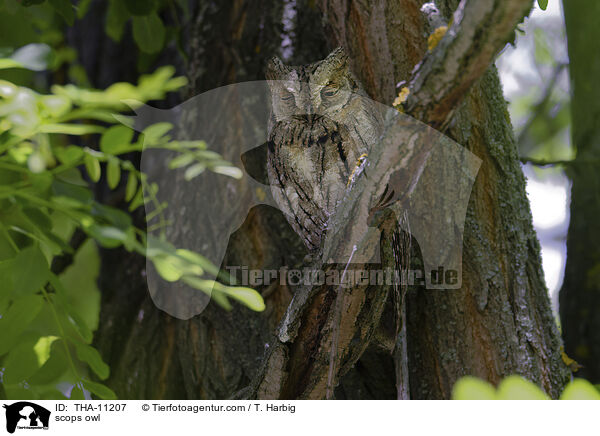Zwergohreule / scops owl / THA-11207