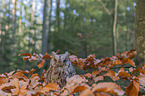sitting Scops Owl