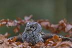 sitting Scops Owl