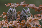 sitting Scops Owls