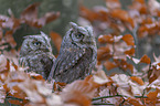 sitting Scops Owls