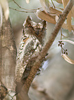 sitting Scops Owl