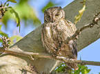 sitting Scops Owl