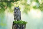 Scops Owl