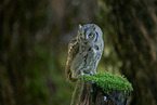 Scops Owl