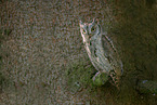 Scops Owl