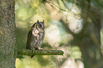 Scops Owl