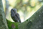 Scops Owl