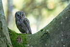 Scops Owl