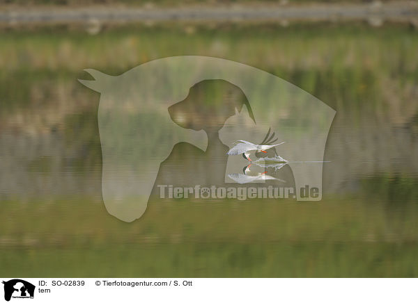 Seeschwalbe / tern / SO-02839