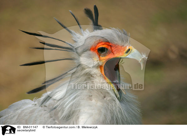 Sekretr / secretarybird / BM-01147