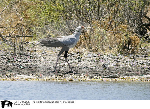 Secretary Bird / HJ-02205