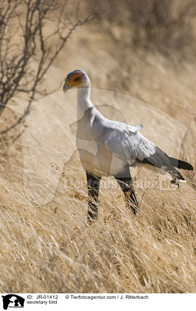 Sekretr / secretary bird / JR-01412