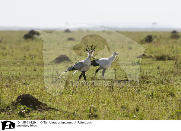 secretary birds / JR-01429
