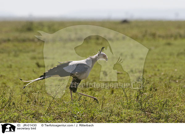 Sekretr / secretary bird / JR-01430