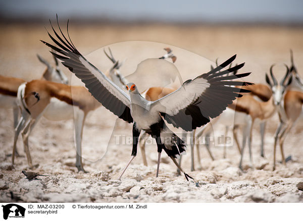 Sekretr / secretarybird / MAZ-03200