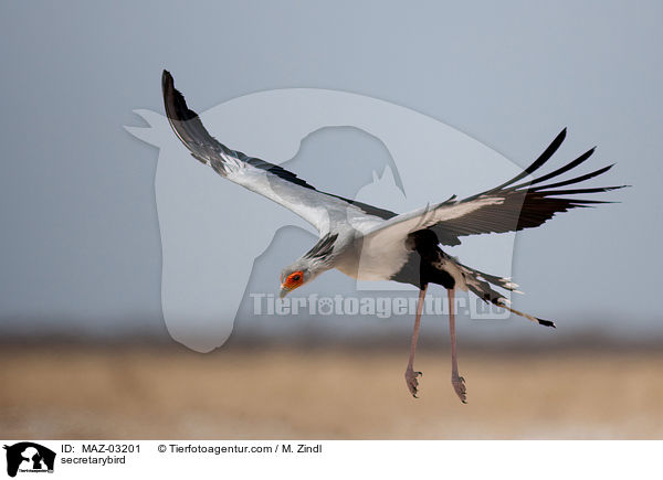 Sekretr / secretarybird / MAZ-03201