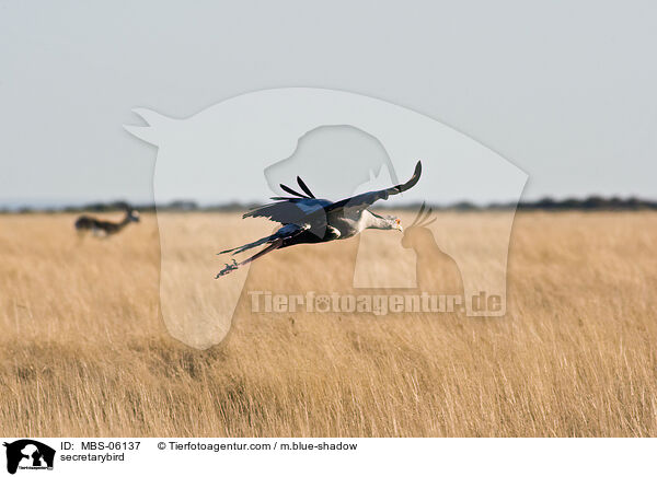 Sekretr / secretarybird / MBS-06137