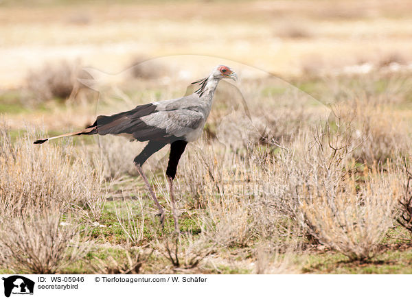 Sekretr / secretarybird / WS-05946