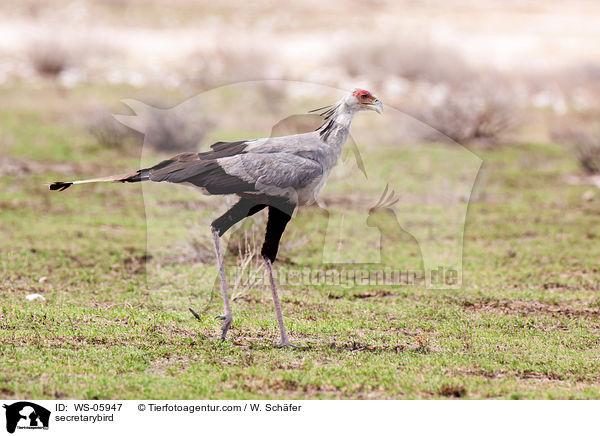 Sekretr / secretarybird / WS-05947