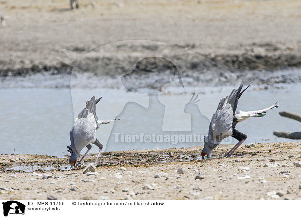Sekretr / secretarybirds / MBS-11756