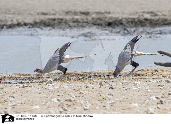 Sekretr / secretarybirds / MBS-11758