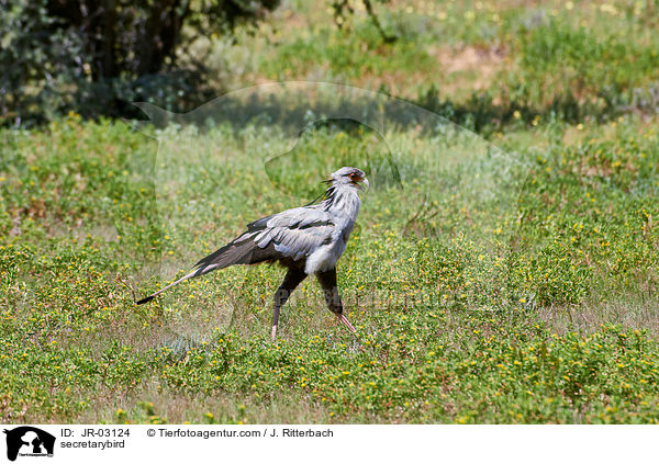 Sekretr / secretarybird / JR-03124