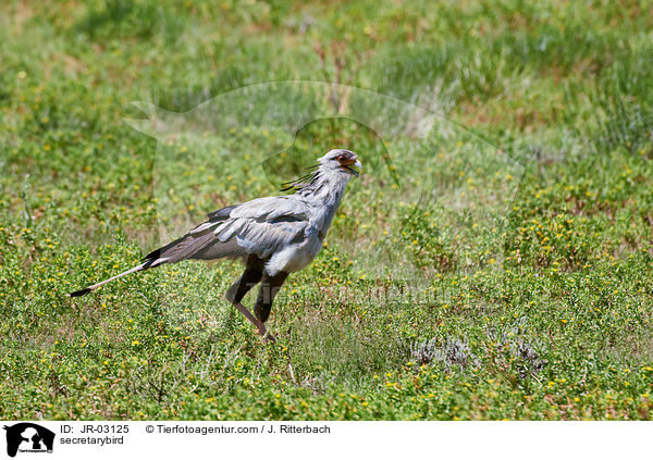 Sekretr / secretarybird / JR-03125