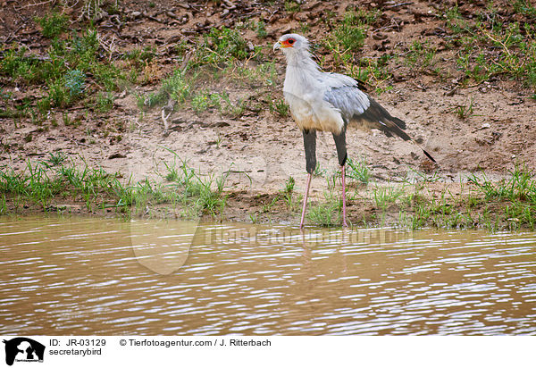 Sekretr / secretarybird / JR-03129