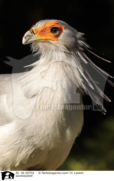 Sekretr / secretarybird / HL-02702