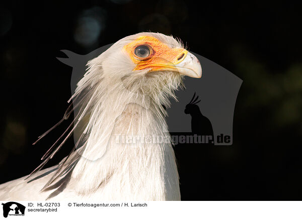 Sekretr / secretarybird / HL-02703