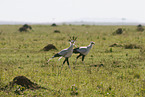 secretary birds